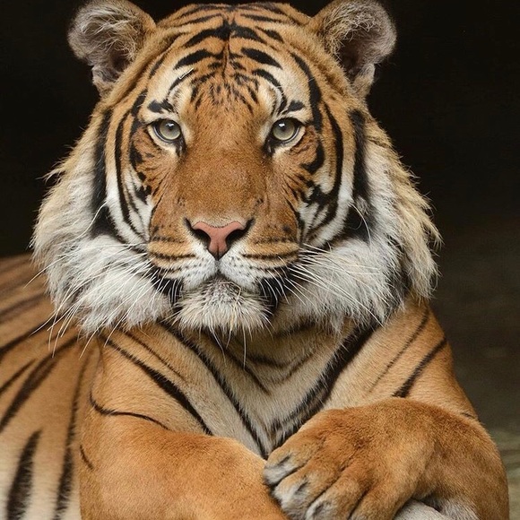 Meet your Posher, Connor - Picture 1 of 1